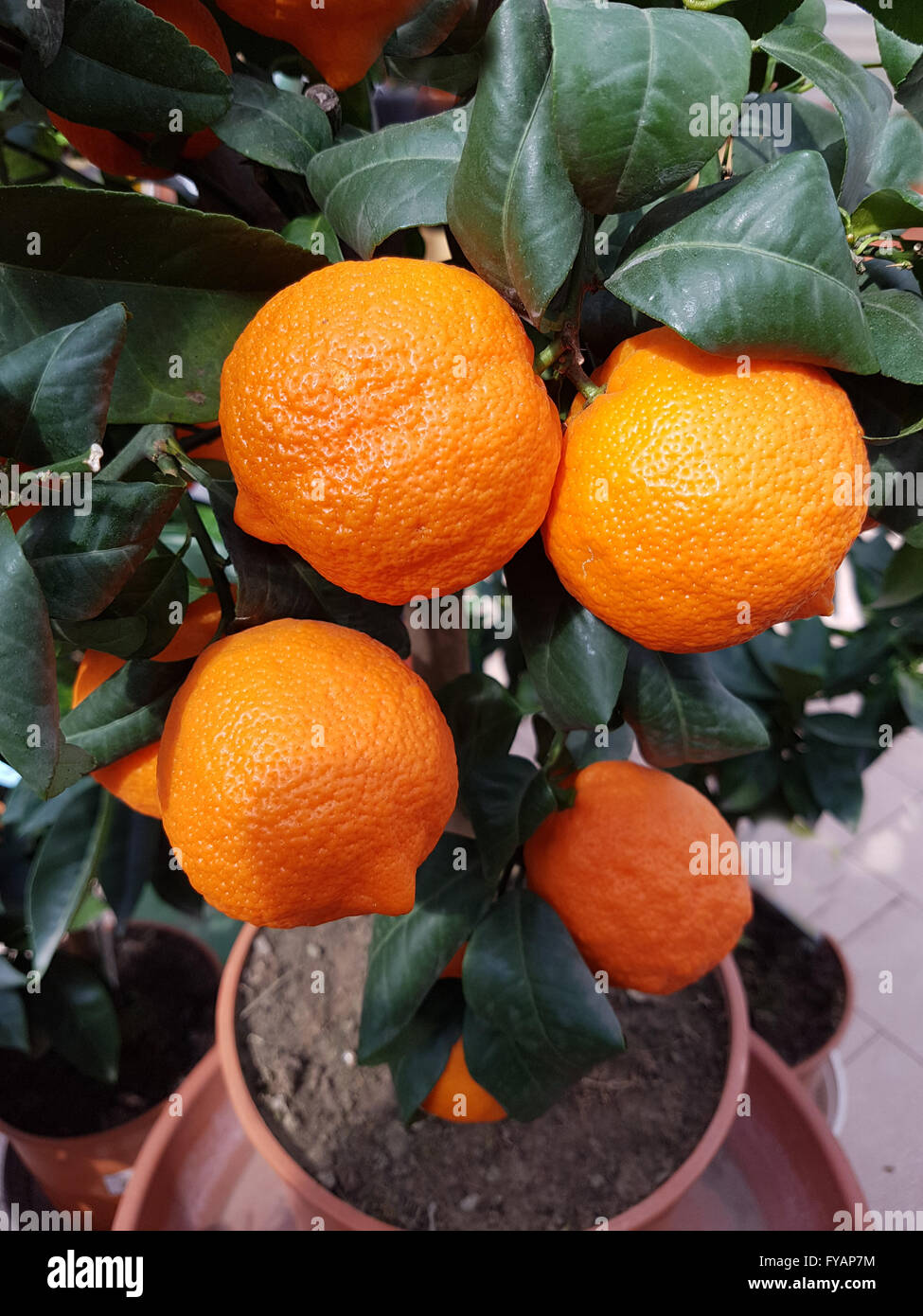 Zitrone; Limone, Rosso, ist eine Zitrone mit roter Schale Stock Photo