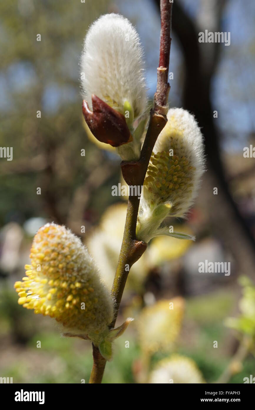 Closeup Of Pussy Willow Salix Discolor Comes From The Willow Family Closeup Of Pussy Willow Salix Discolor Comes From The Willow Family