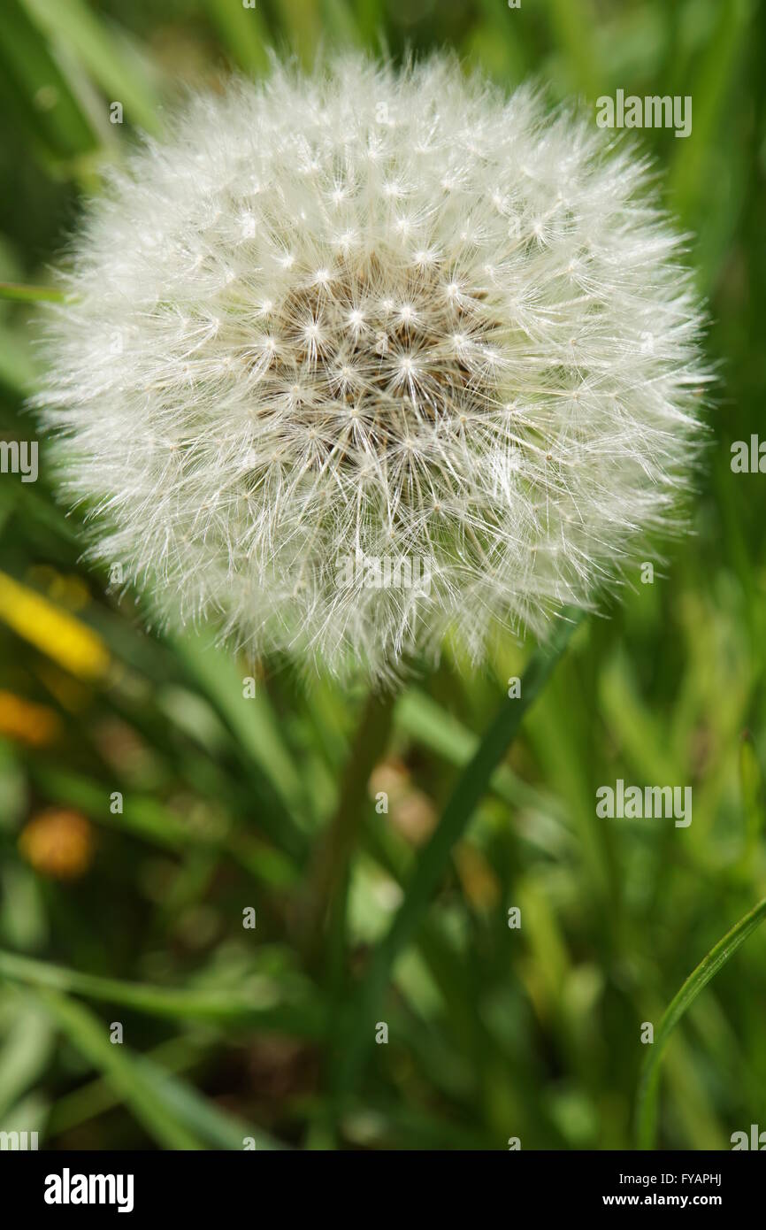 Dandelion seed pods hi-res stock photography and images - Alamy