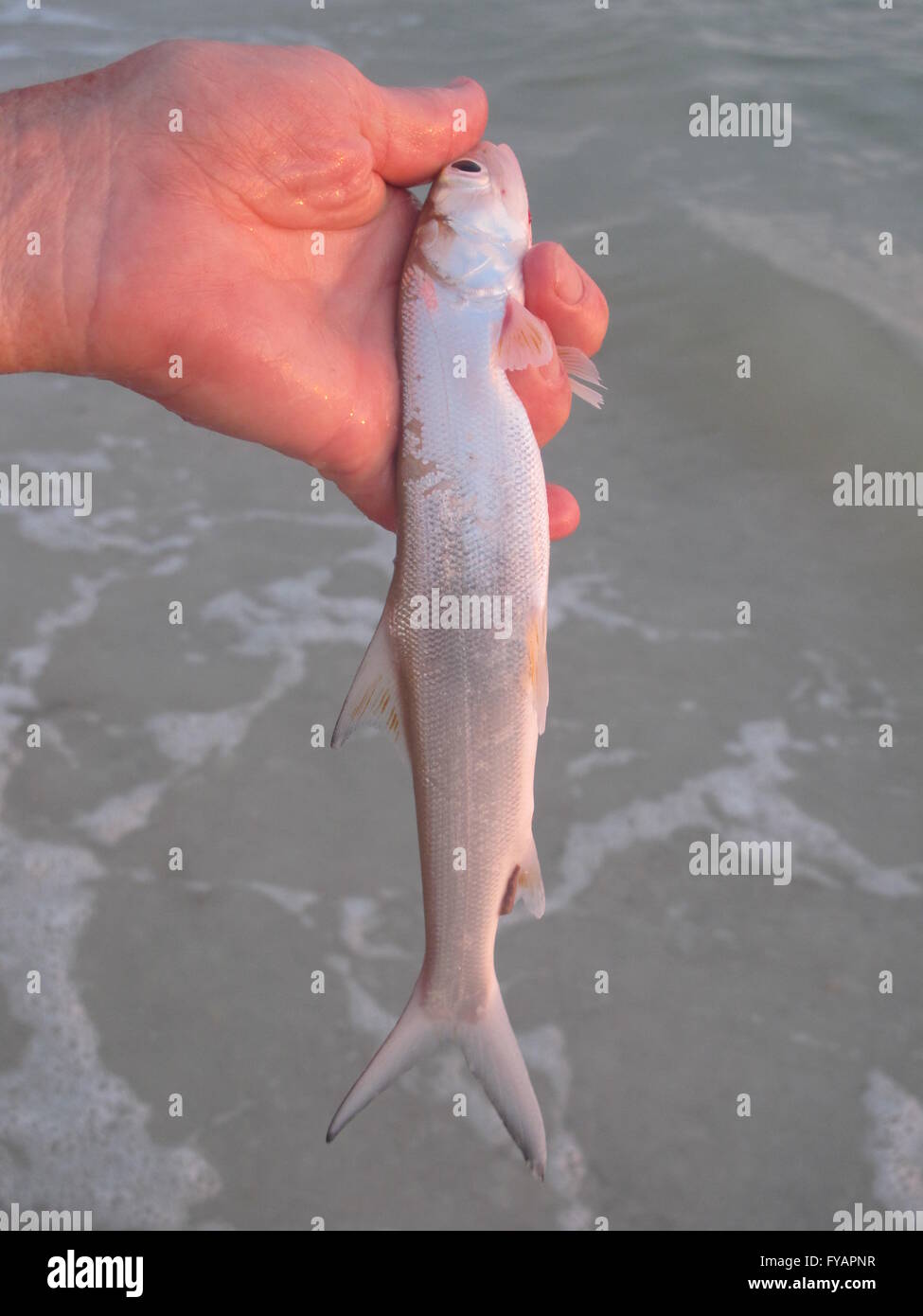 Fishing bait fish gulf of mexico florida lady fish bait hi-res stock  photography and images - Alamy