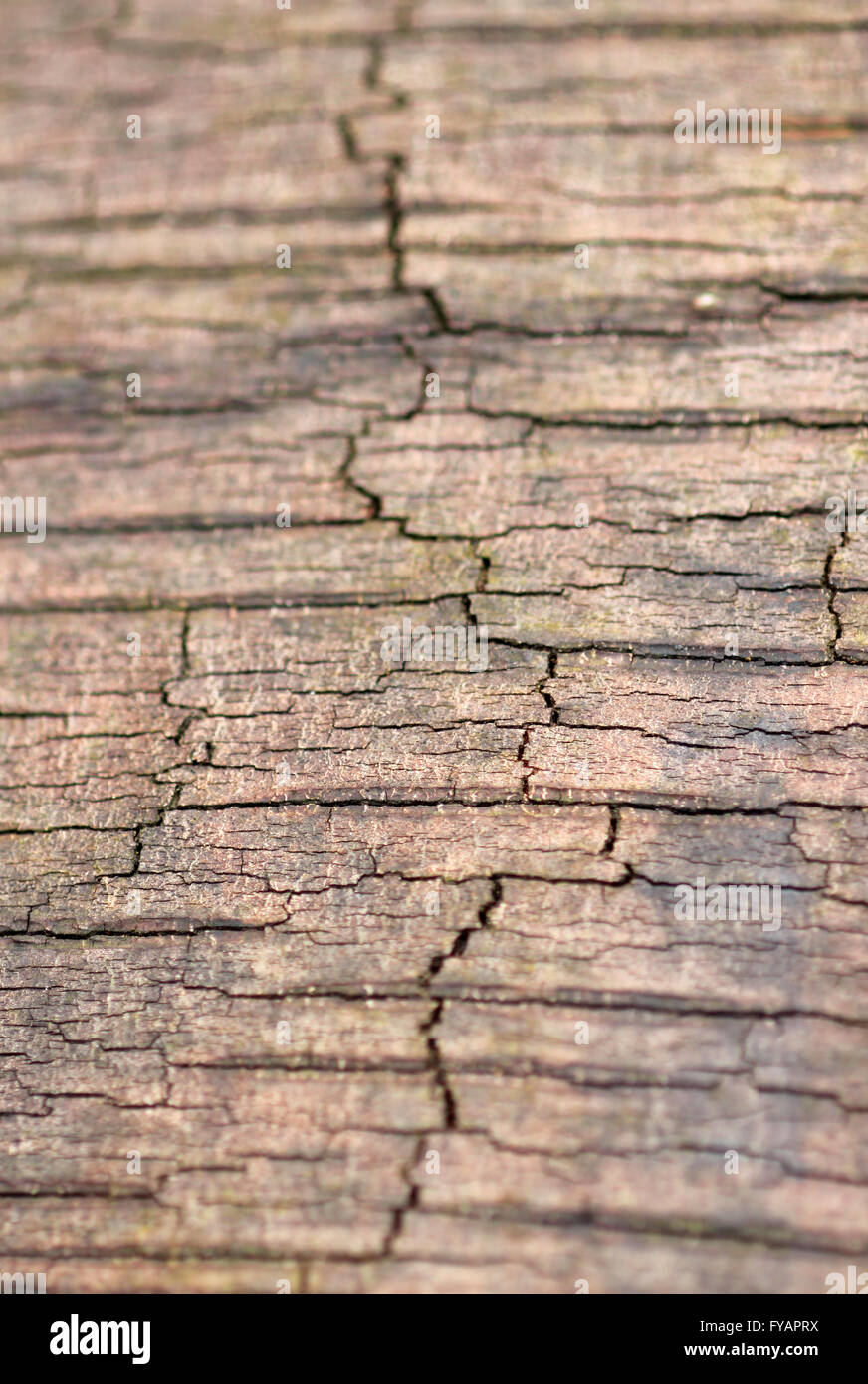 macro image of stripped silver birch Stock Photo