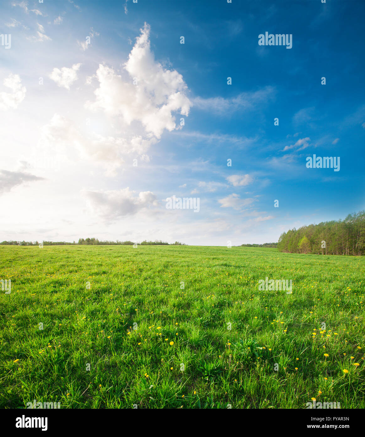 Green field with flowers under blue cloudy sky Stock Photo - Alamy