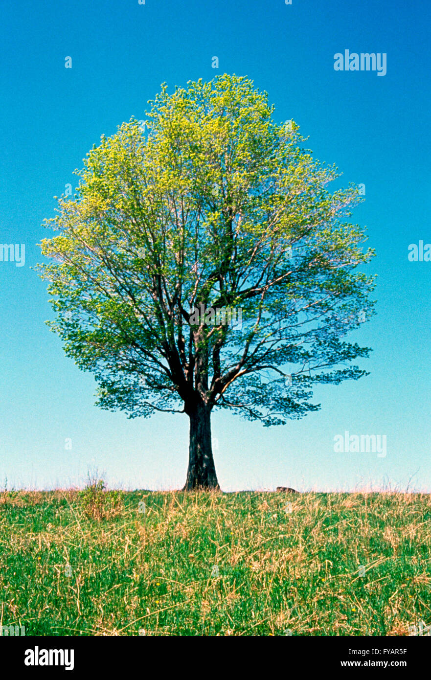 Four Seasons, Spring, lone maple tree in Spring Stock Photo