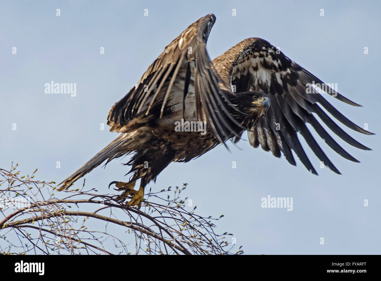 Juvenile bald eagle takes off Stock Photo - Alamy