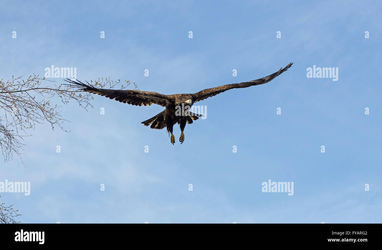 Juvenile bald eagle in flight Stock Photo