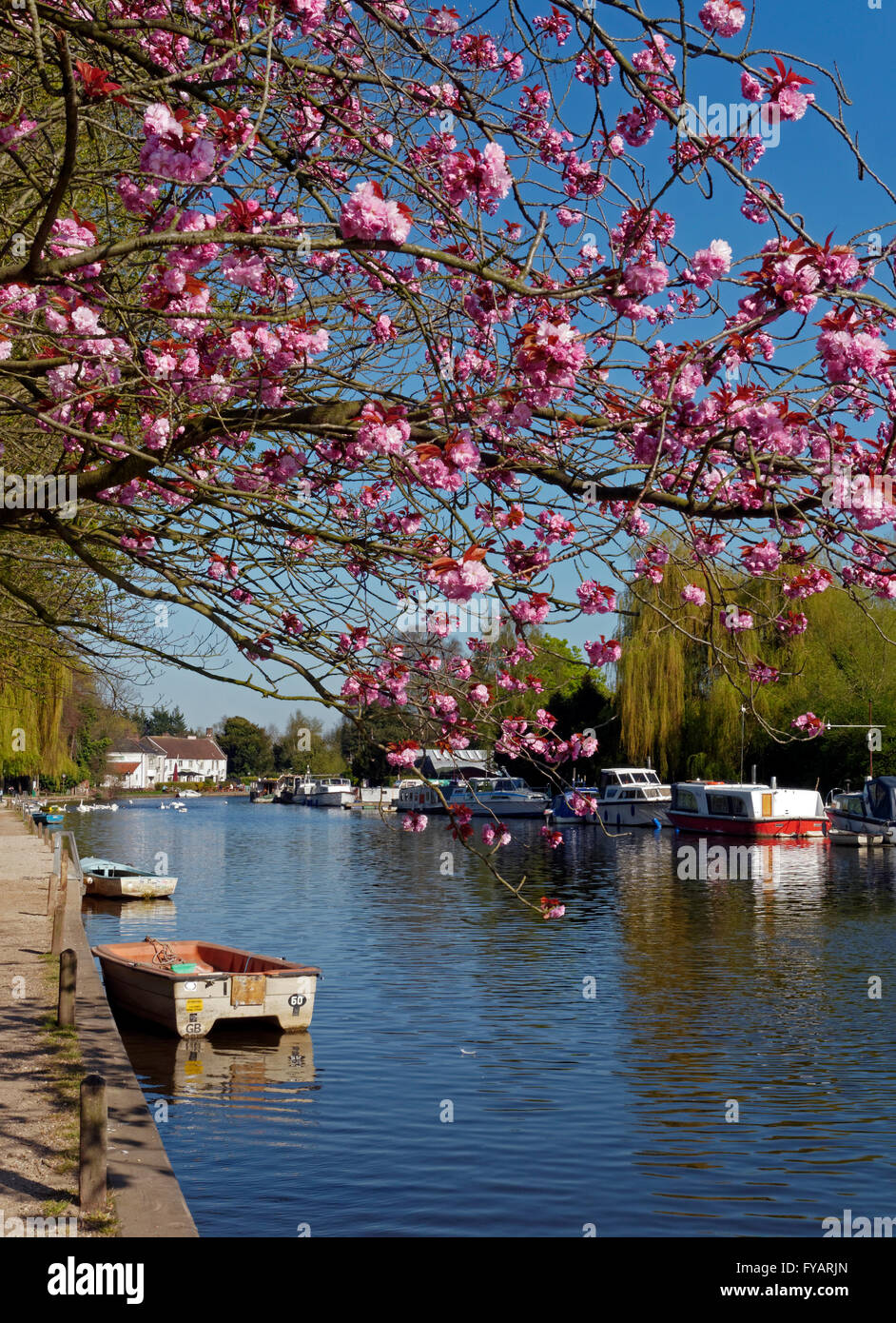 The Norfolk Broads at Springtime at Thorpe St Andrew, Nr Norwich