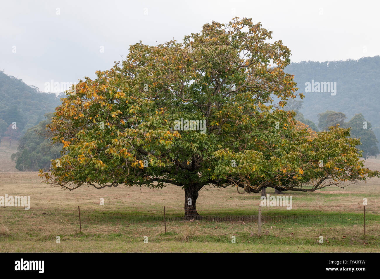 Spreading chestnut tree in the Buckland Valley, northeast Victoria, Australia Stock Photo