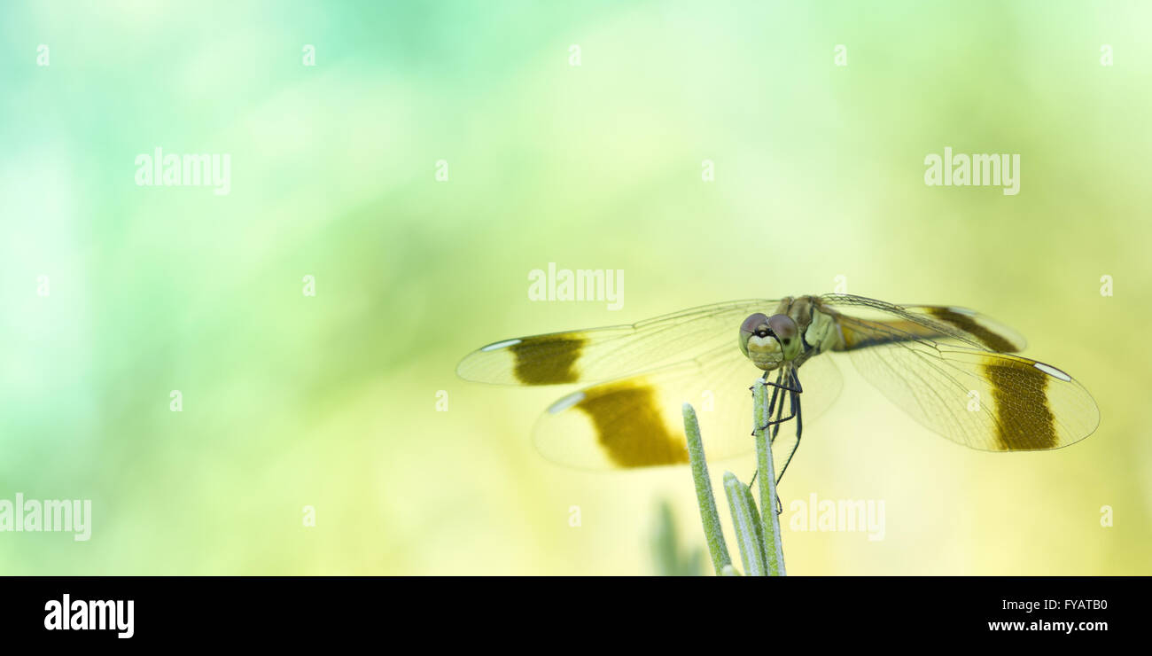 Dragonfly macro photo outdoor, green background Stock Photo - Alamy