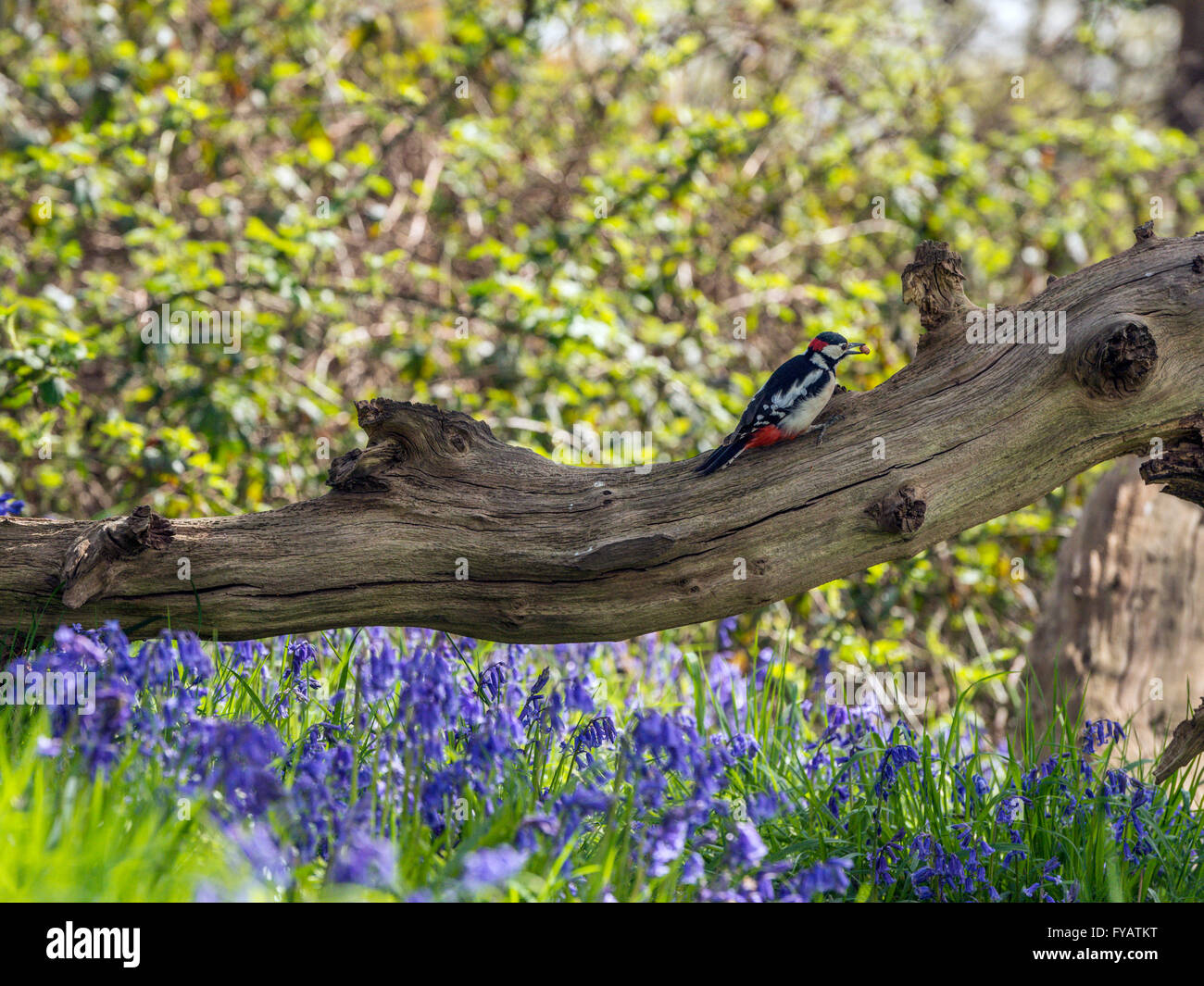 Great Spotted Woodpecker (Dendrocopos major) foraging in natural woodland setting., surrounded by Blue Bells Stock Photo