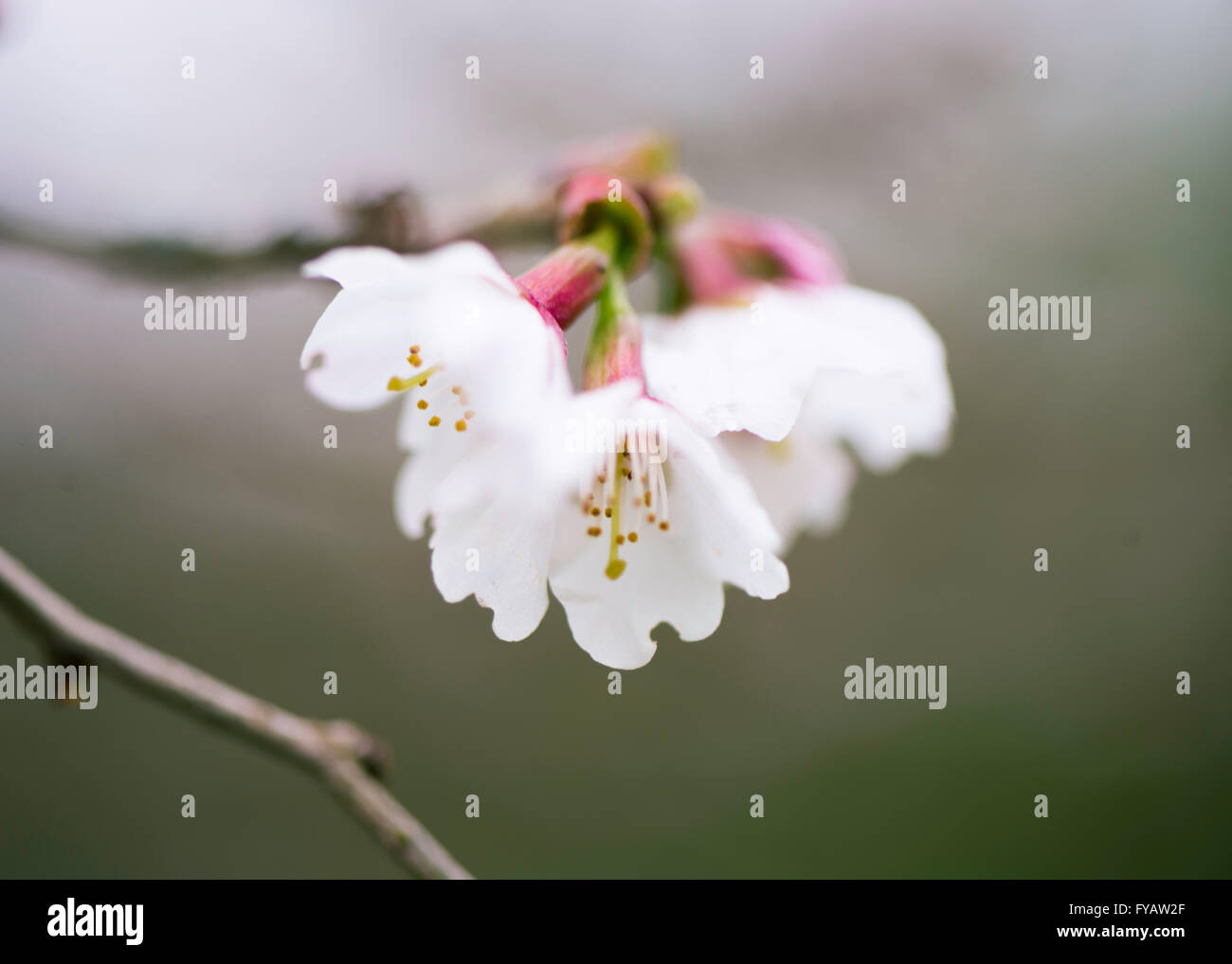 Prunus  cherry spring flower white blossom Stock Photo