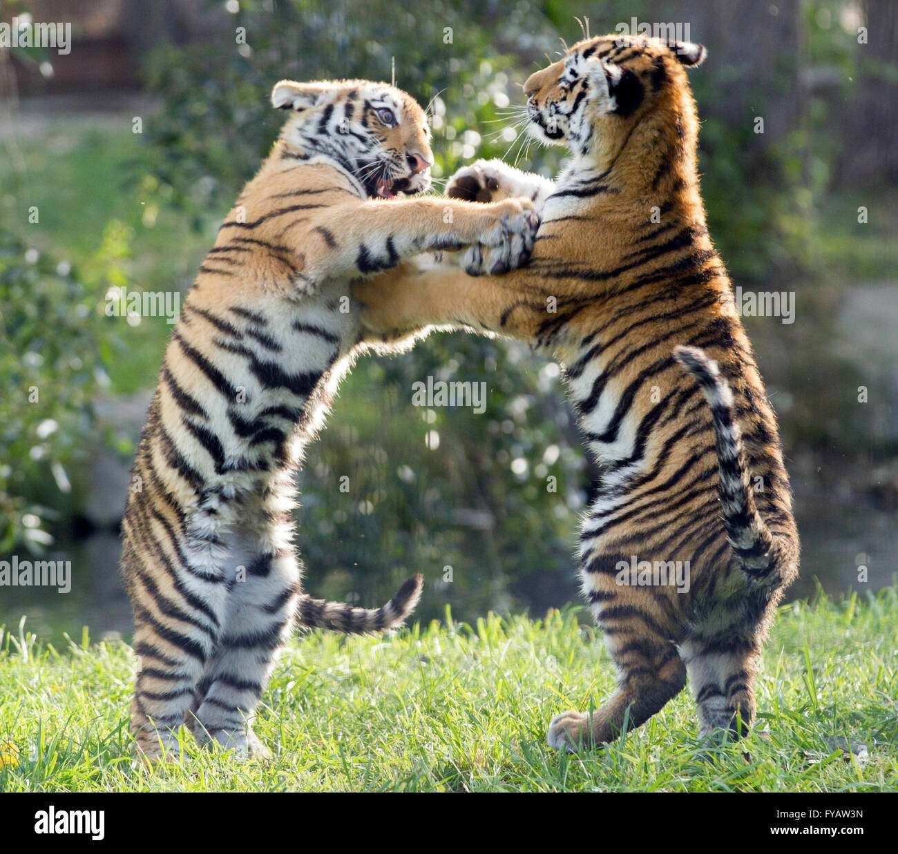 Two Amur tiger cubs playing in the sunlight at the Calgary Zoo in