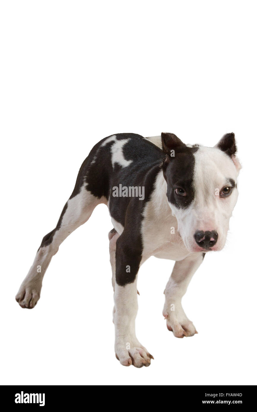 american staffordshire terrier dog Staffordshire bull terrier sitting in front of white background Stock Photo