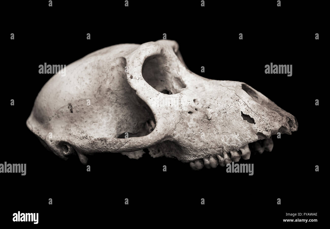 Profile of animal skull hi-res stock photography and images - Alamy