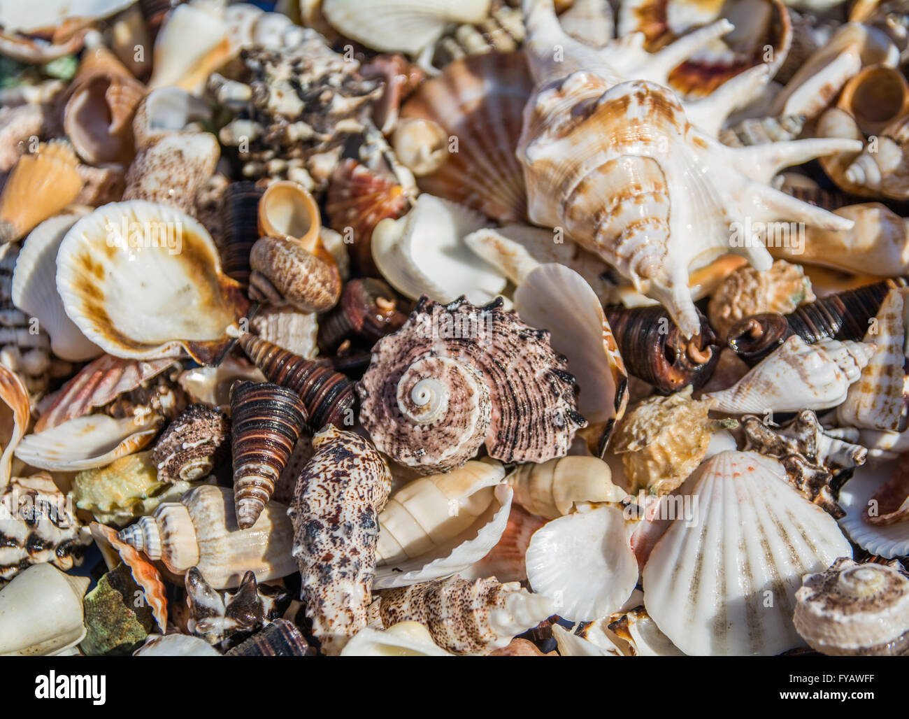 Sea Shells tightly grouped together Stock Photo