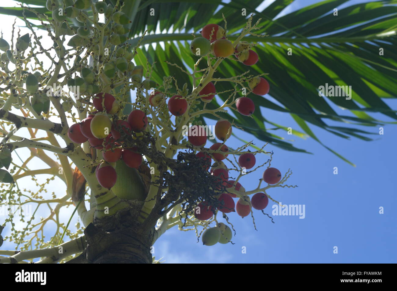 Coconut tree fruit hires stock photography and images Alamy