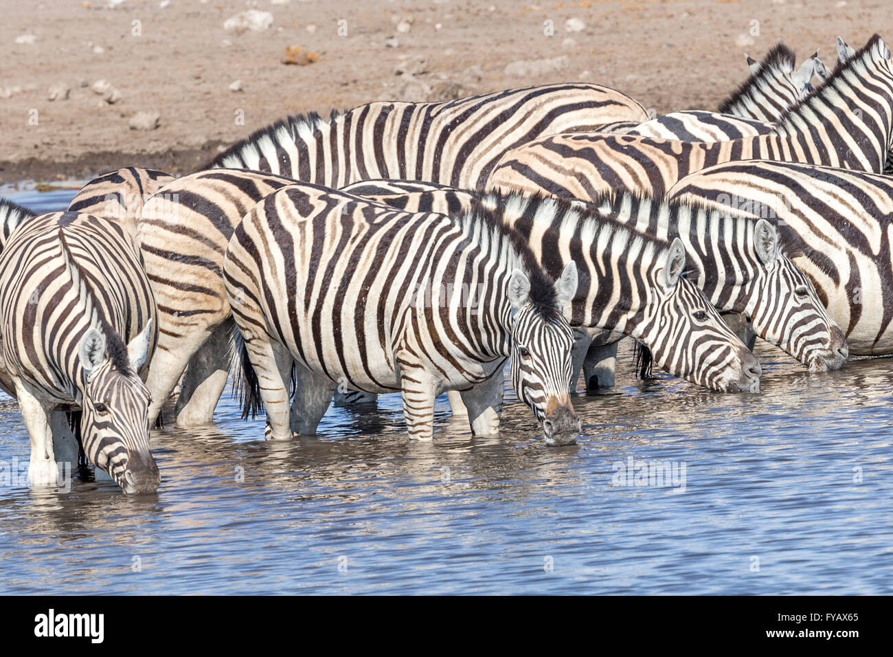 Plain's Zebra, Burchell's race, at waterhole, Etosha National Park, Namibia Stock Photo