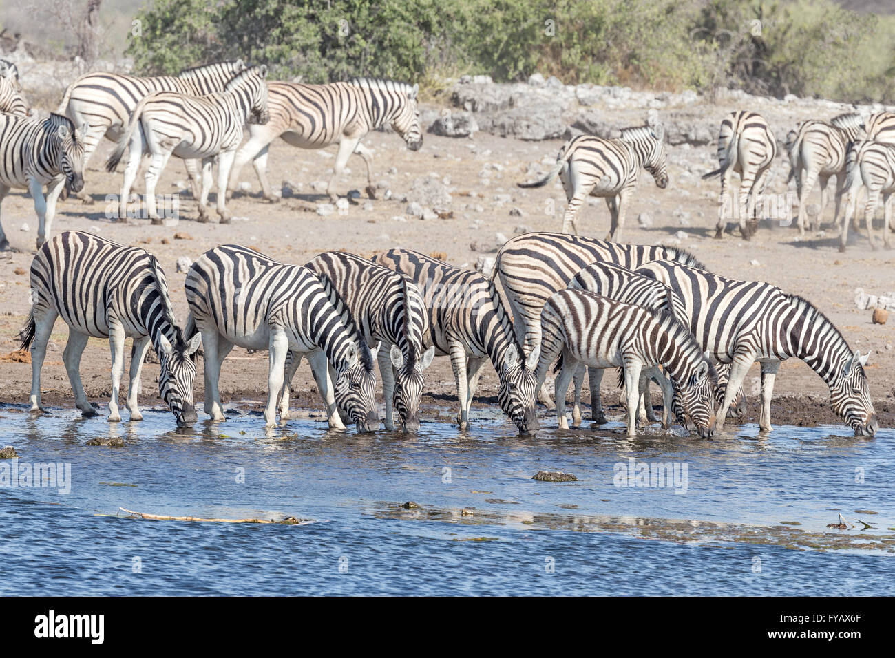 Plain's Zebra, Burchell's race, at waterhole, Etosha National Park, Namibia Stock Photo
