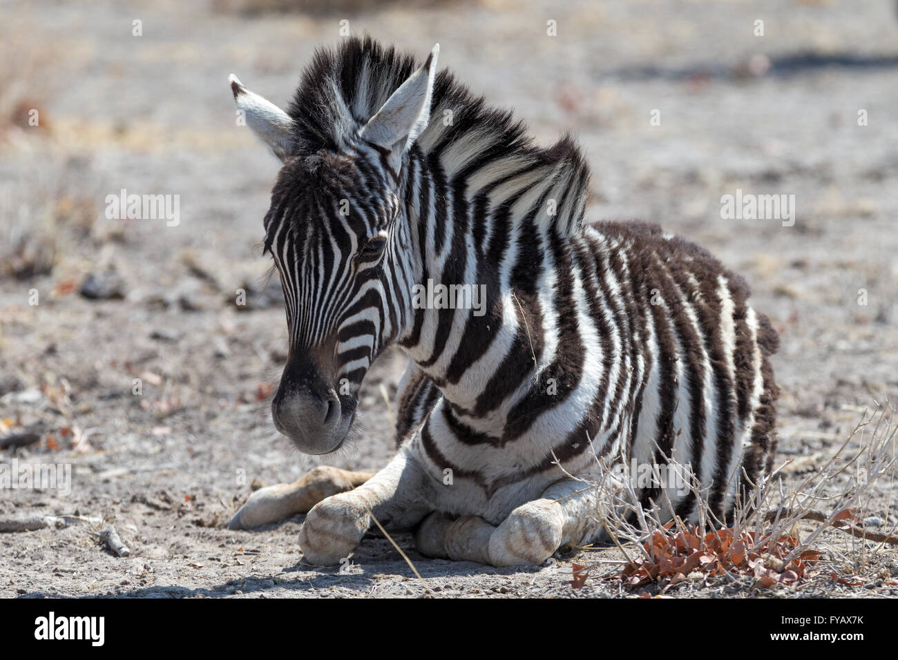 Plain's Zebra, Burchell's race, foal, Etosha National Park, Namibia Stock Photo