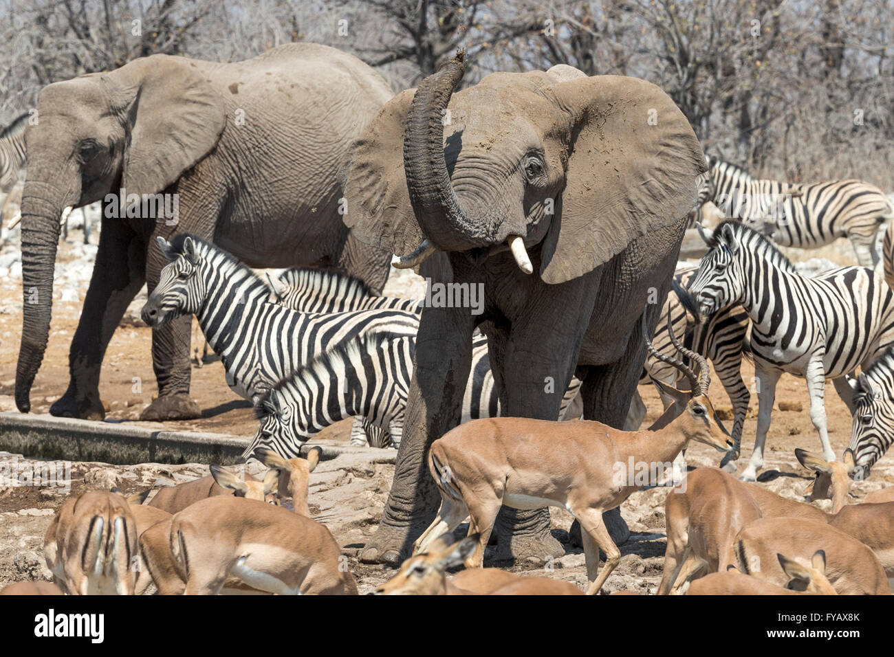 Scenes around watering hole, Elephants scarring off impala, Plains Zebra, Burchell's race, Black-faced impala, Etosha National Park, Namibia Stock Photo