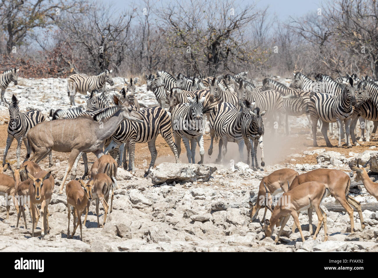 Scenes around watering hole, Plains Zebra, Burchell's race, Black-faced impala, female kudu, near waterhole, Etosha National Park, Namibia Stock Photo