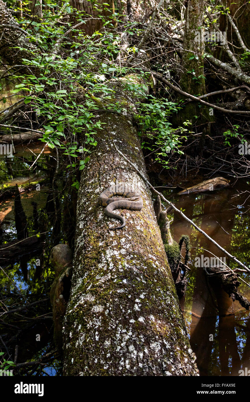 A cottonmouth snake at the Francis Beidler Forest Audubon wildlife