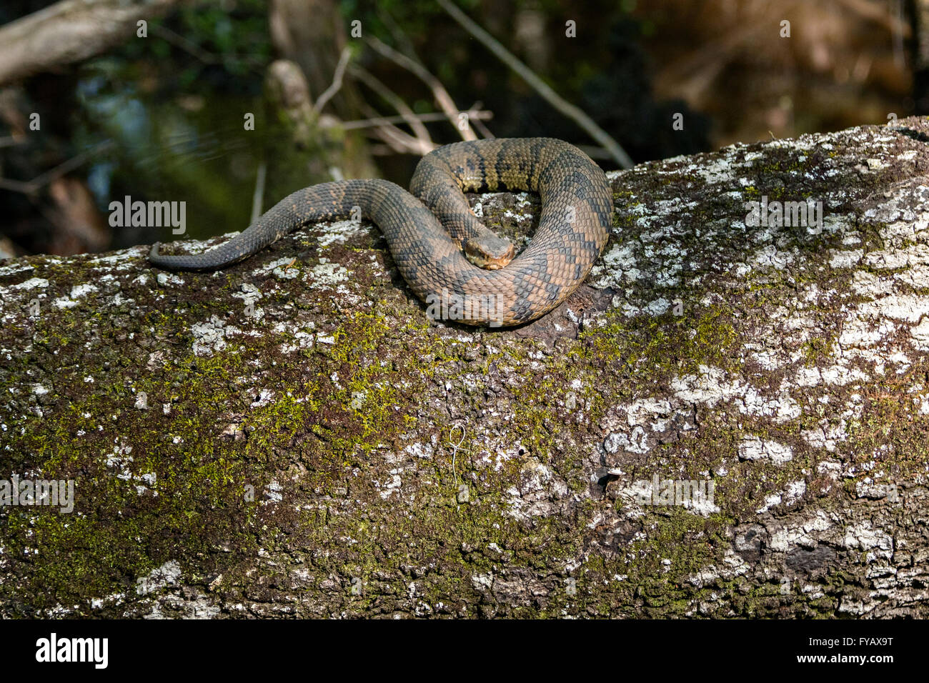 A cottonmouth snake at the Francis Beidler Forest Audubon wildlife