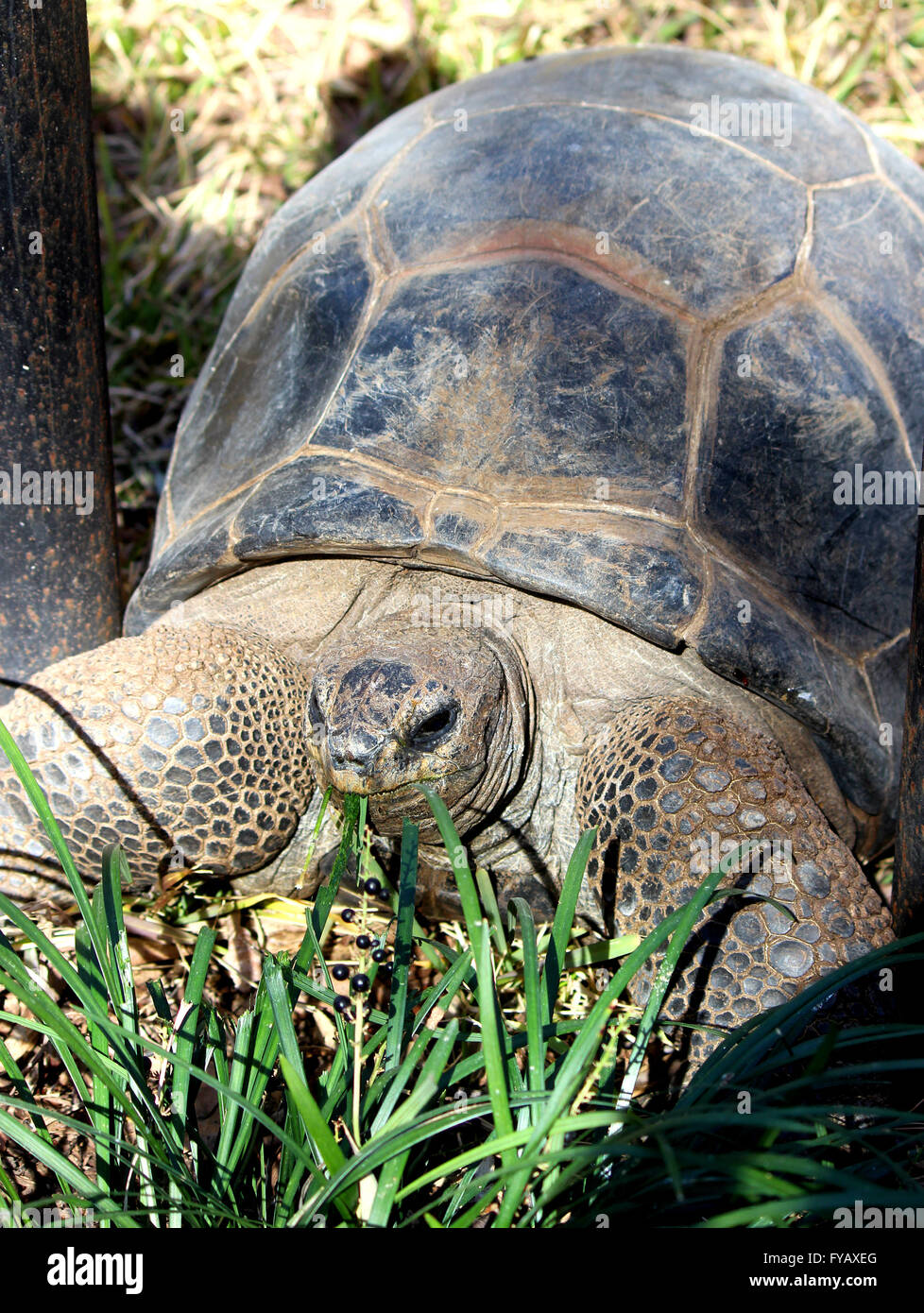 Tortoise eating grass Stock Photo Alamy