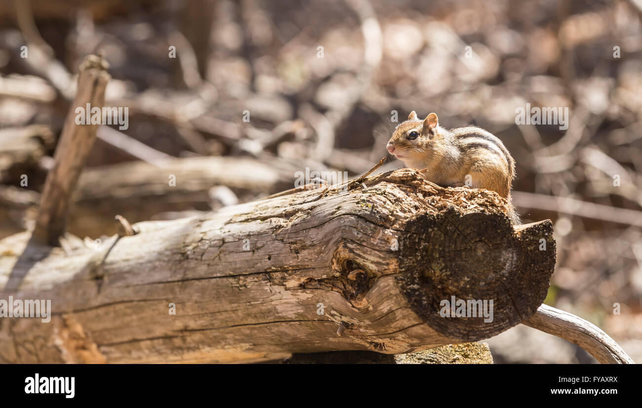 Alvin the chipmunk where hi-res stock photography and images - Alamy