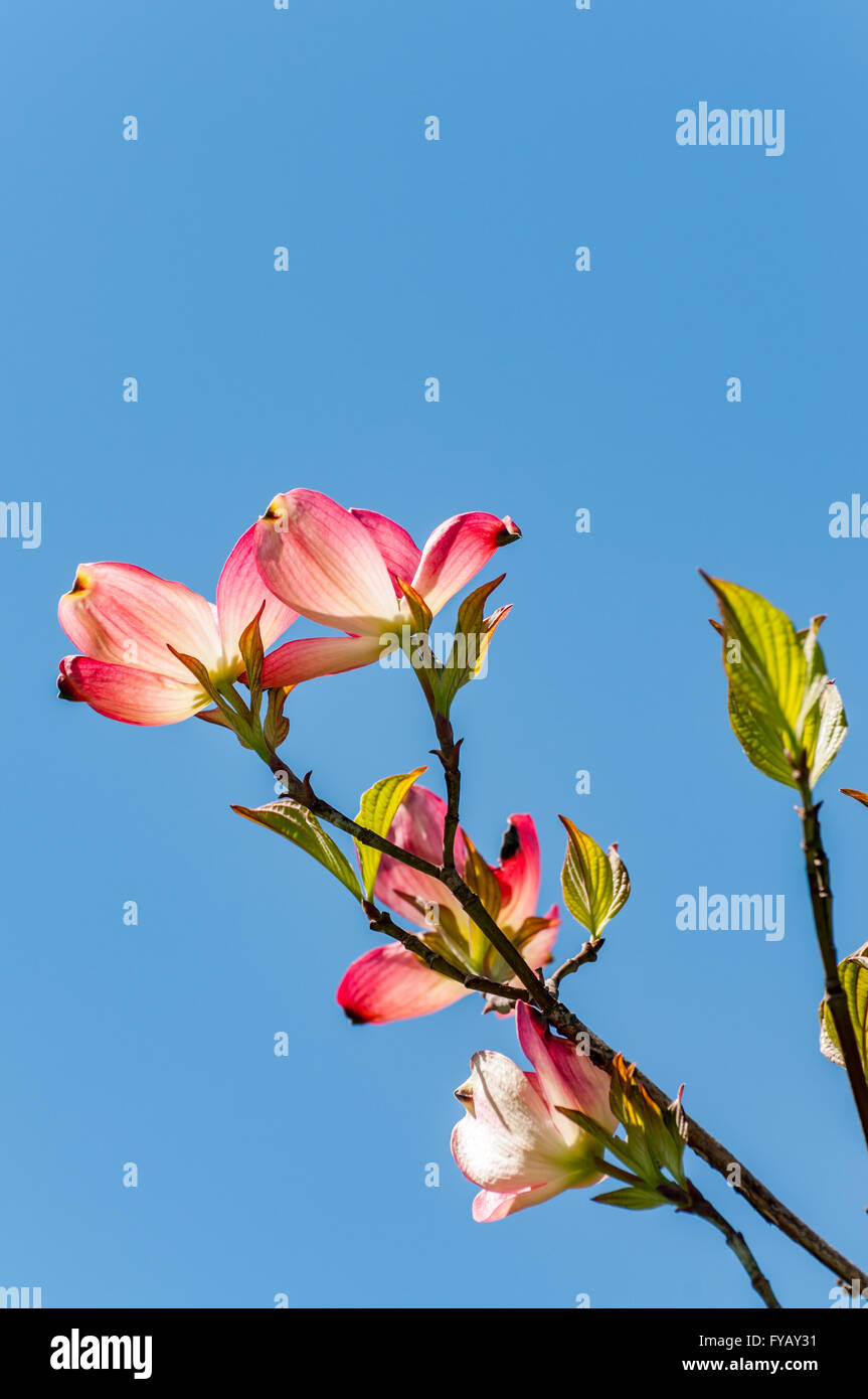 Blossoms of a pink dogwood tree photographed against a clear blue sky