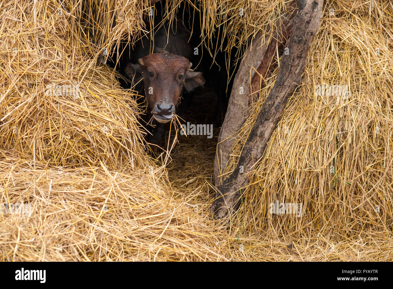 Young Asian buffalo eating in a haystack Stock Photo