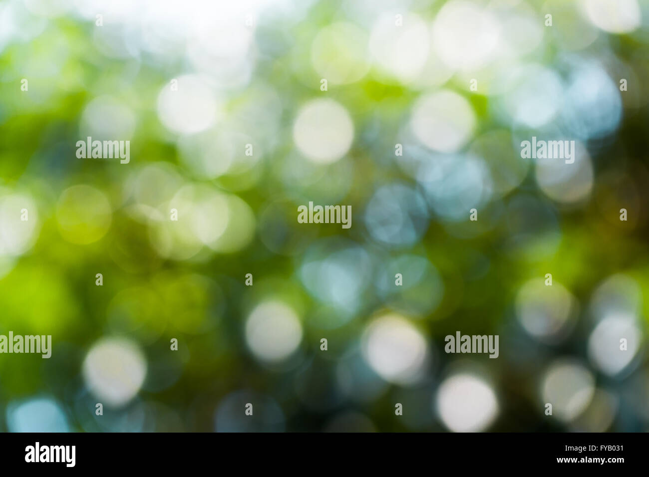 Background blur bokeh nature. Bokeh green and white Stock Photo - Alamy
