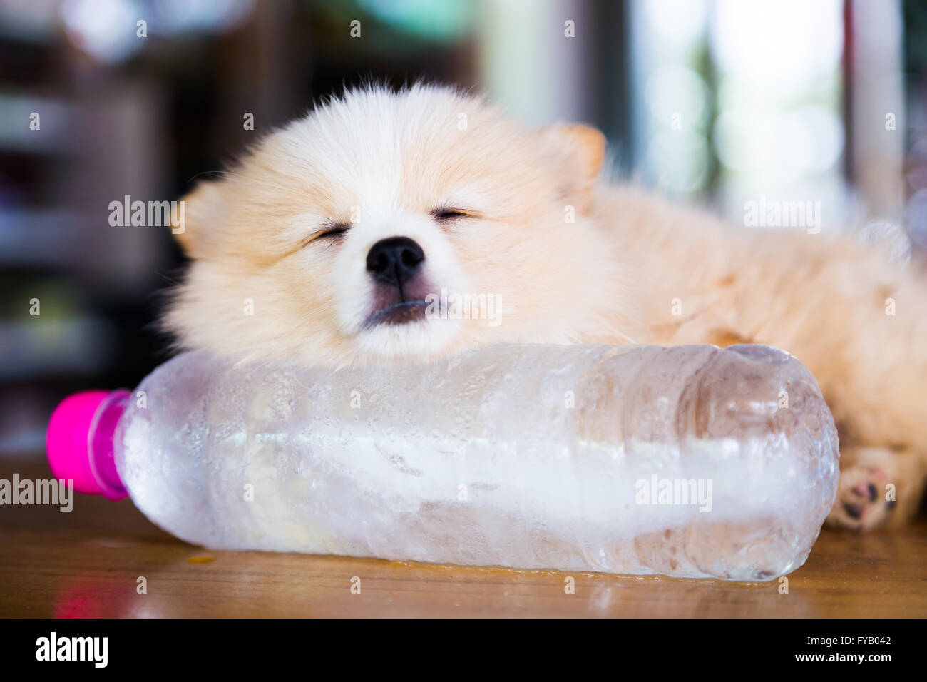 Brown Pomeranian Dog Sleeping On The Frozen Water Bottle Stock Photo Alamy Brown Pomeranian Dog Sleeping On The Frozen Water Bottle Stock Photo Alamy