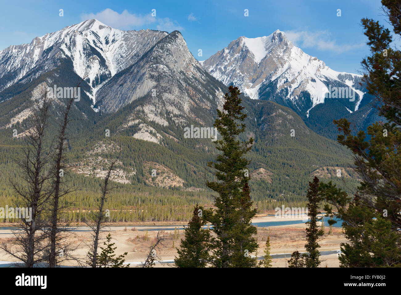 Jasper trees hires stock photography and images Alamy