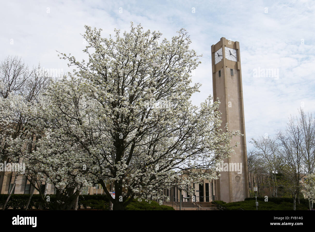 A view of the clock tower at the Rebecca Crown Center as trees bloom in the spring on the campus of Northwestern University Stock Photo