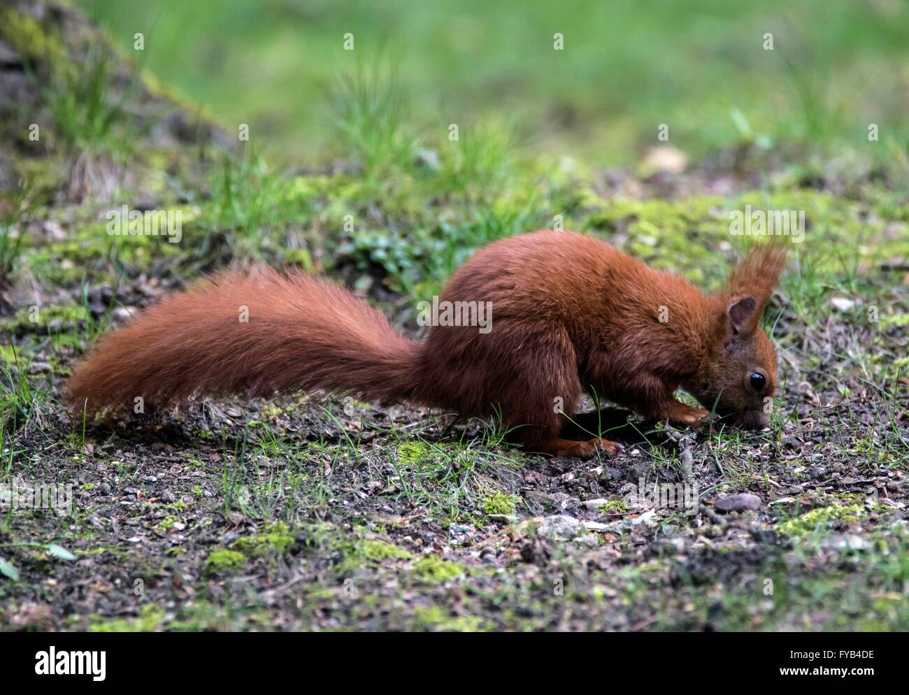 Eurasian Red Squirrel looking for food, april 2016 Stock Photo