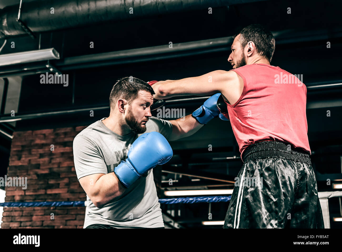Two boxers train on the ring Stock Photo Alamy