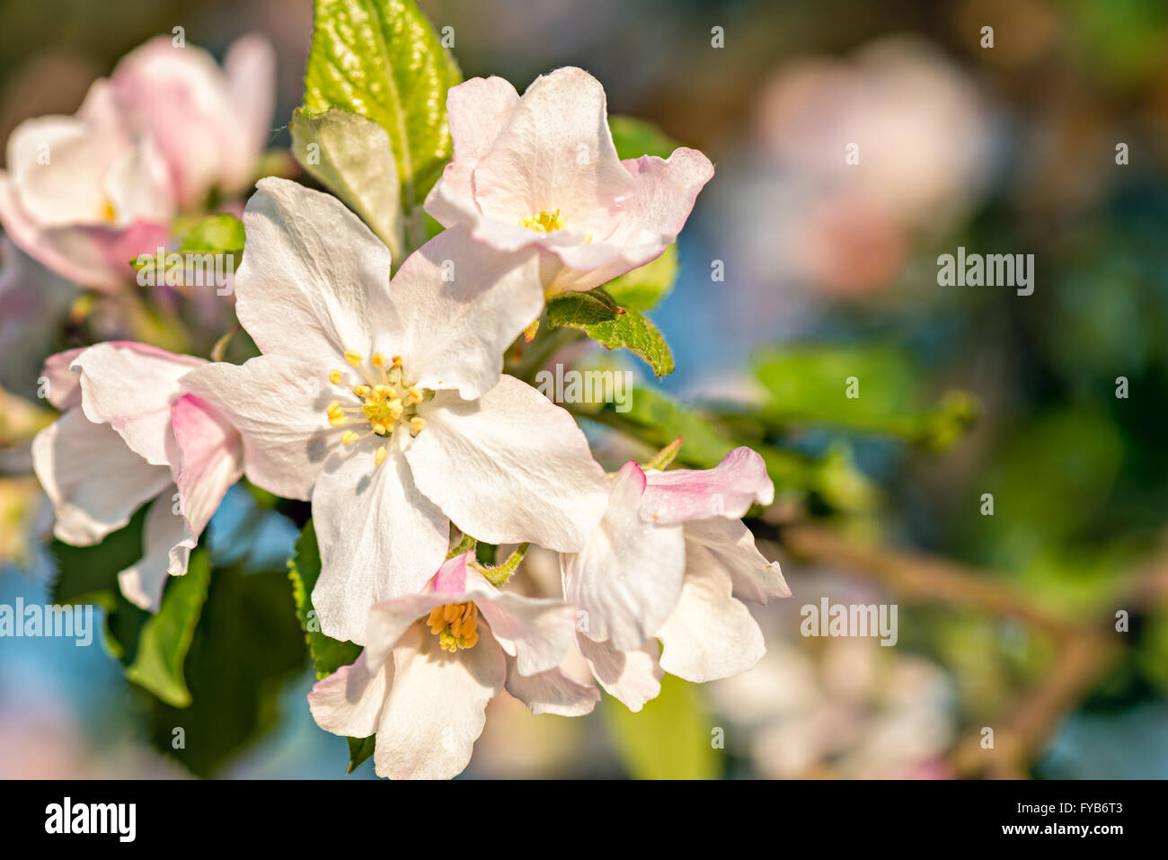 Apple Blossom buds Stock Photo
