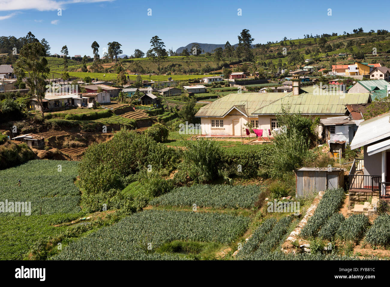 Sri Lanka, Nuwara Eliya, intensely cultivated crops growing on agricultural land Stock Photo