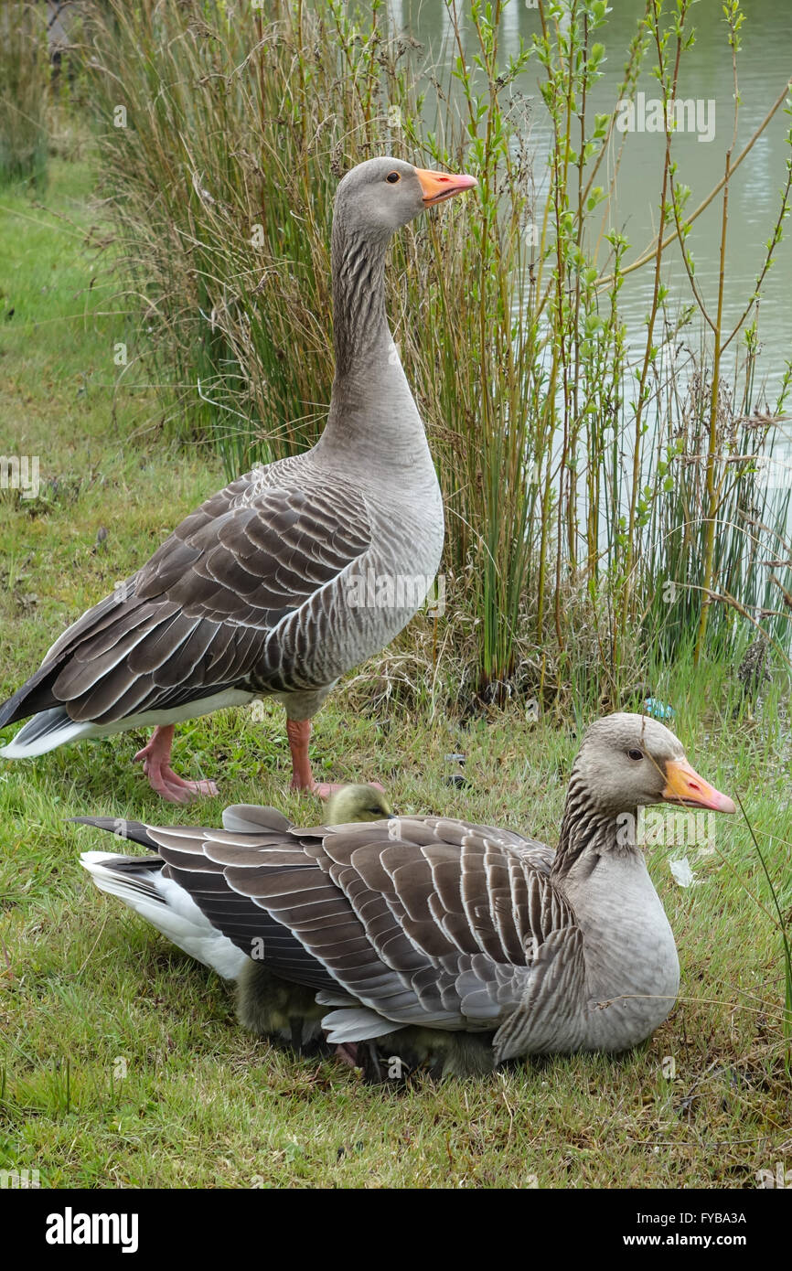 Henlow, Bedfordshire, UK. 24th April, 2016. The first Greylag (Anser Anser) goslings of the season are seen here at Henlow Bridge Lakes in Bedfordshire. The chicks are sheltering under the wing of one of the adults. Credit:  Mick Flynn/Alamy Live News Stock Photo