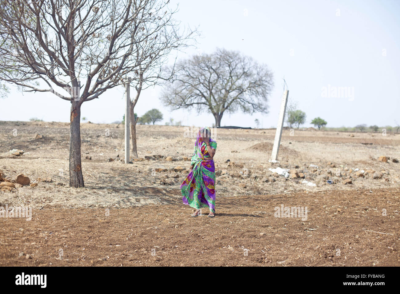 Latur, Maharashtra. 21st Apr, 2016. 21 April 2016 - Gategaon, Latur - INDIA.Kamalbai breaks down into tears as she stands under the dried Mango tree from which her husband & farmer Mahakant Mali, 55, hanged himself.Latur is part of the state's predominantly agricultural Marathwada region, where 273 farmers committed suicide between January and March this year.The area is among the worst affected by the drought and some families in Latur have left for cities such as the state capital Mumbai, nearly 500 kilometres away. In Latur town, there are huge queues at water storage tanks that ar Stock Photo