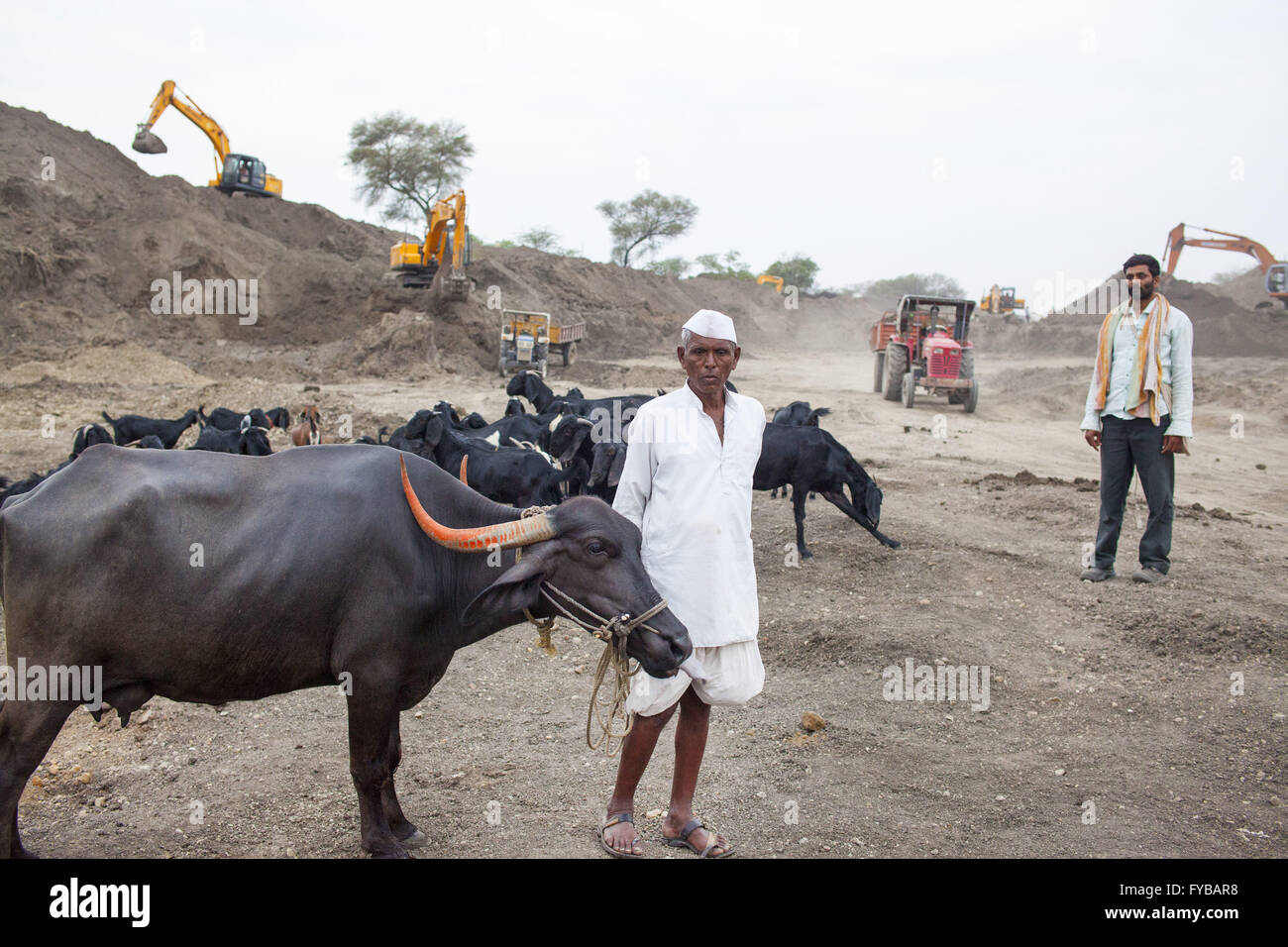 Latur, Maharashtra. 20th Apr, 2016. 20 April 2016 - Latur - INDIA.Farmer Balasahab Kale, 60, from Sai, outside of the town of Latur, with his buffalo.The administration has started widening & deepening the Sai river for water harvesting. © Subhash Sharma/ZUMA Wire/Alamy Live News Stock Photo