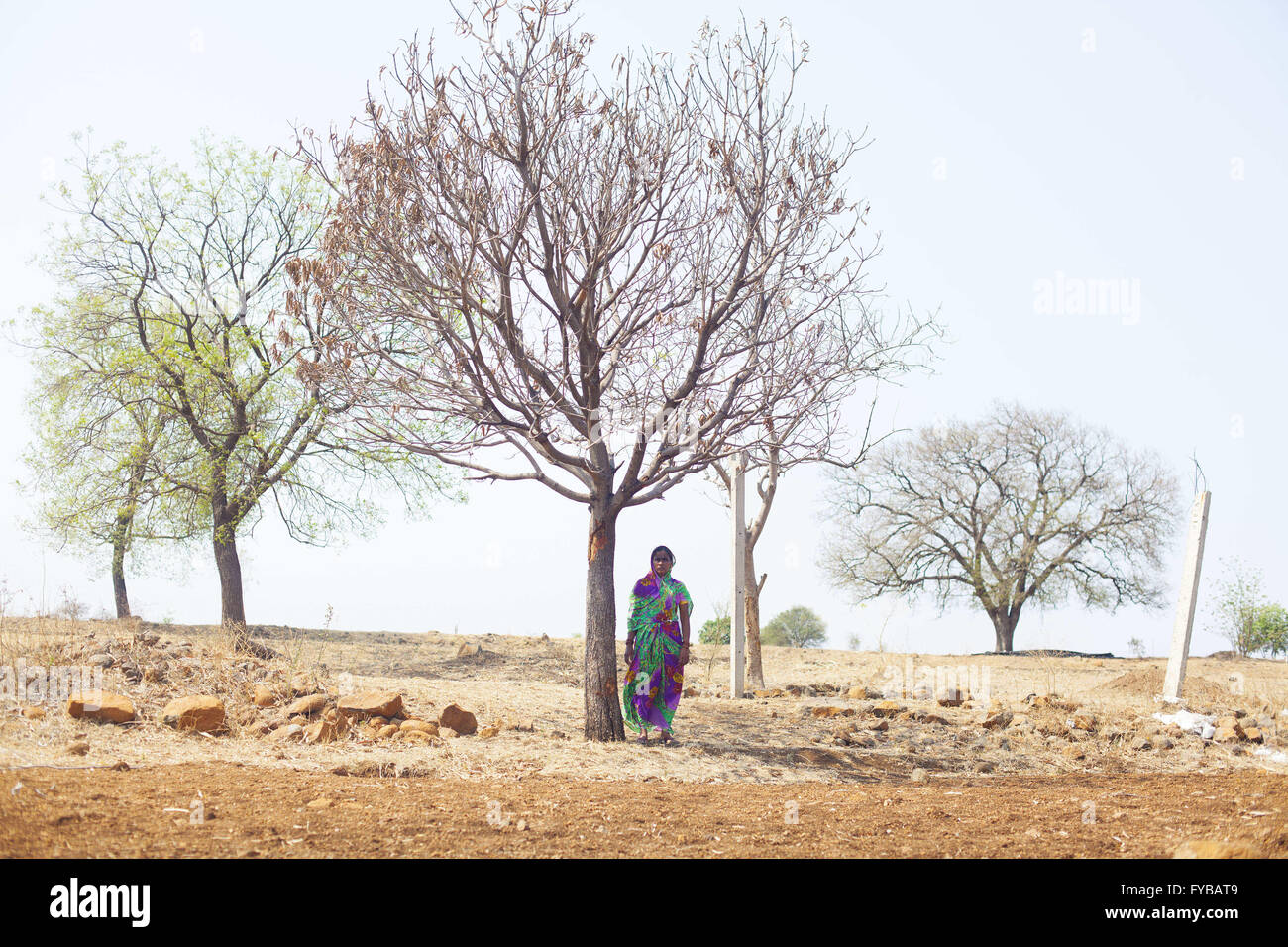 Latur, Maharashtra. 21st Apr, 2016. 21 April 2016 - Gategaon, Latur - INDIA.Kamalbai stands under the dried Mango tree from which her husband & farmer Mahakant Mali, 55, hanged himself.Latur is part of the state's predominantly agricultural Marathwada region, where 273 farmers committed suicide between January and March this year.The area is among the worst affected by the drought and some families in Latur have left for cities such as the state capital Mumbai, nearly 500 kilometres away. In Latur town, there are huge queues at water storage tanks that are fed from dams. People wait i Stock Photo