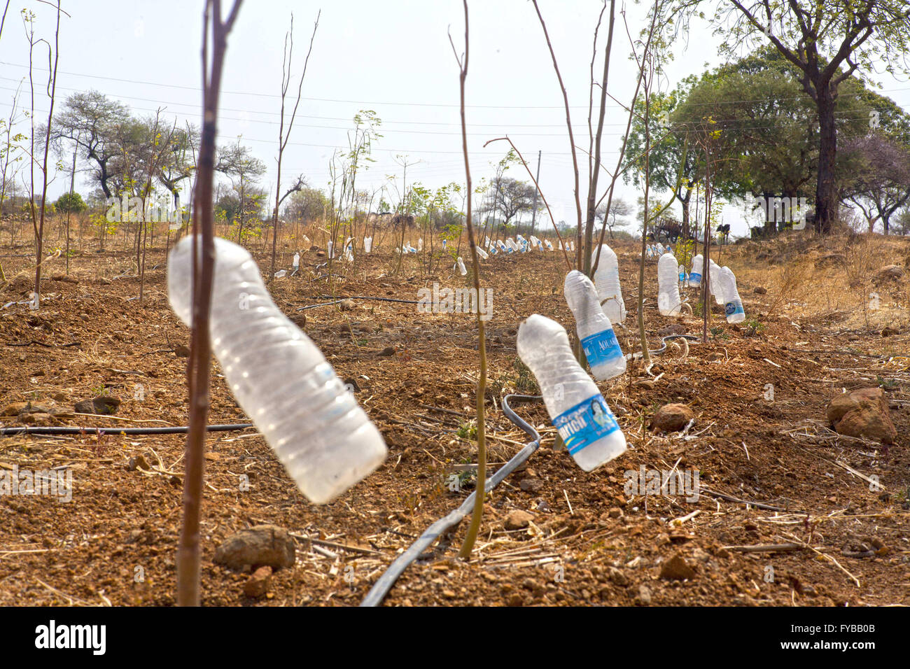 Latur, Maharashtra. 21st Apr, 2016. 21 April 2016 - Latur - INDIA.A desperate attempt at drip farming by a drought affected farmer so that his crop could survive failed as there is no water available even to fill in the water bottles. © Subhash Sharma/ZUMA Wire/Alamy Live News Stock Photo