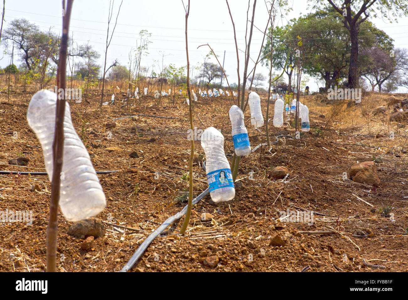 Latur, Maharashtra. 21st Apr, 2016. 21 April 2016 - Latur - INDIA.A desperate attempt at drip farming by a drought affected farmer so that his crop could survive failed as there is no water available even to fill in the water bottles. © Subhash Sharma/ZUMA Wire/Alamy Live News Stock Photo