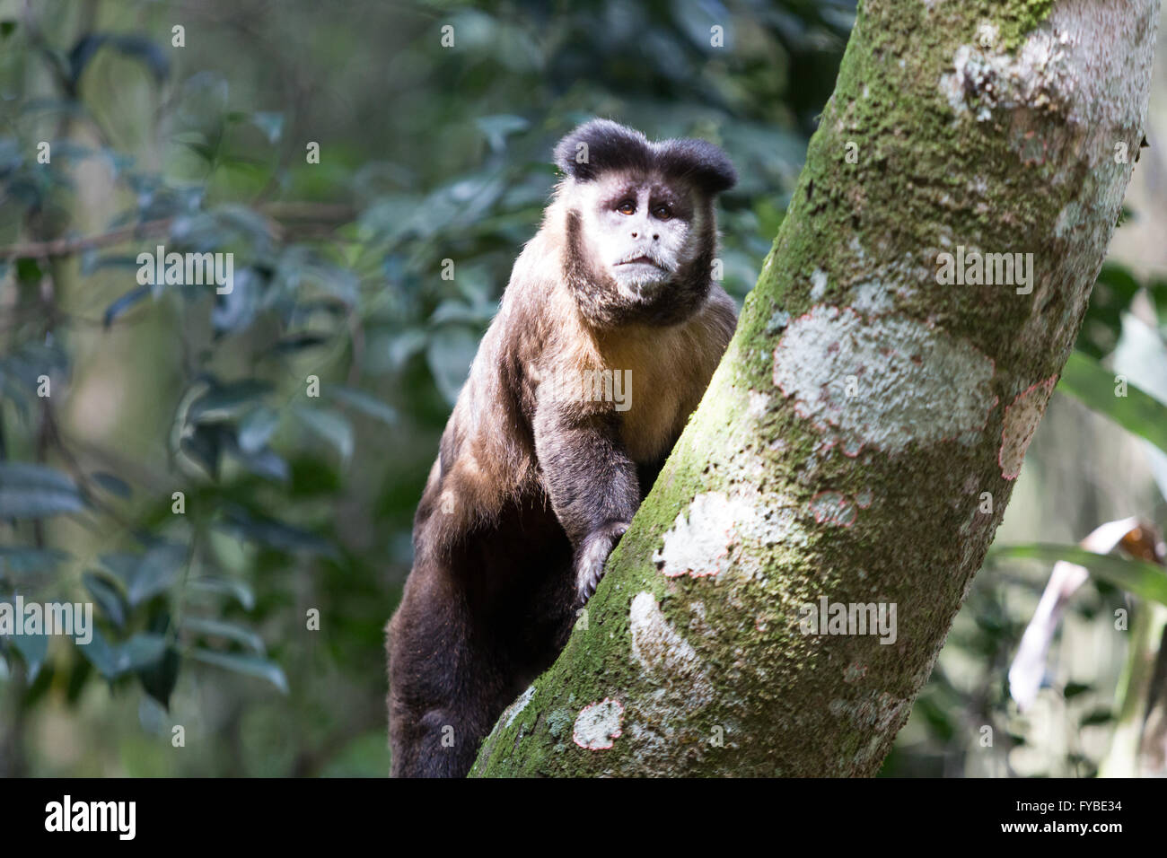 Macacos-prego (Sapajus nigritus) – informações