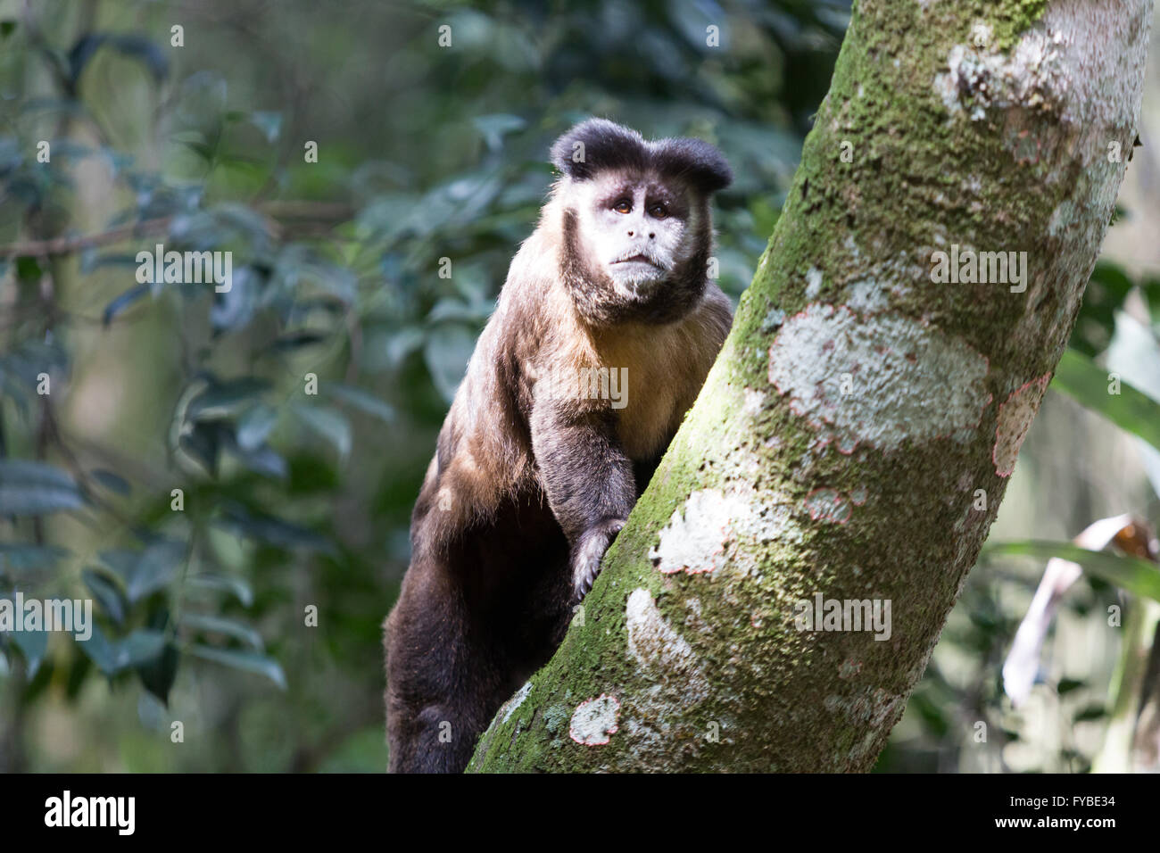 Tufted Capuchin Monkey Aka Macacoprego Into The Wild In Brazil