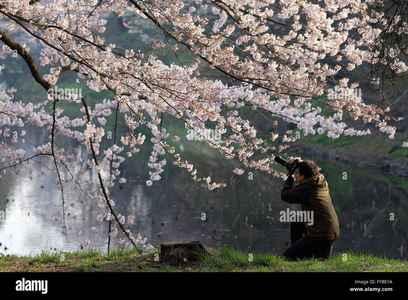 A man takes a photo of a cherry tree during Hirosaki Cherry Blossom ...