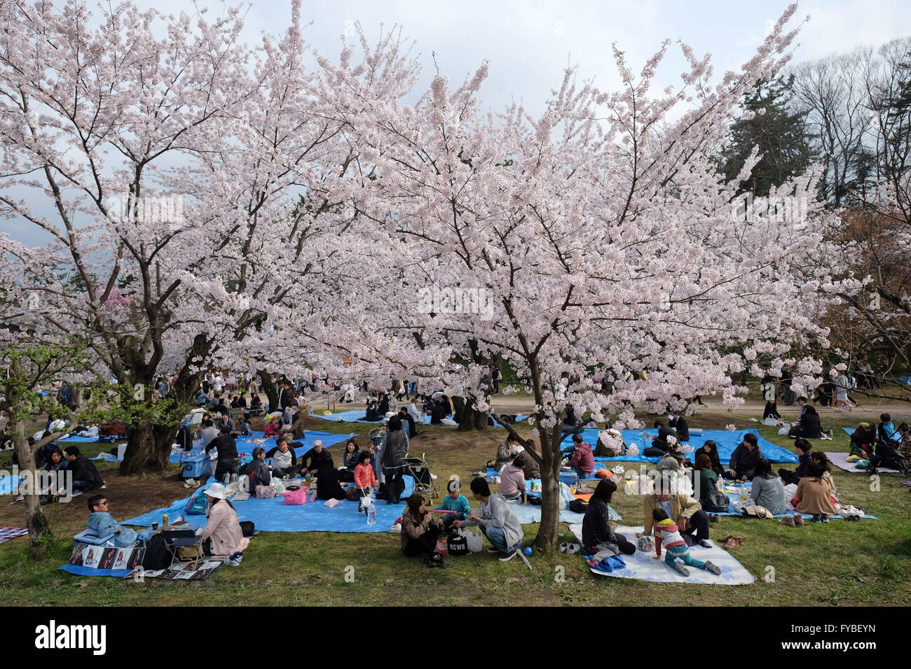 Visitors enjoy cherry blossom viewing or "hanami" during Hirosaki