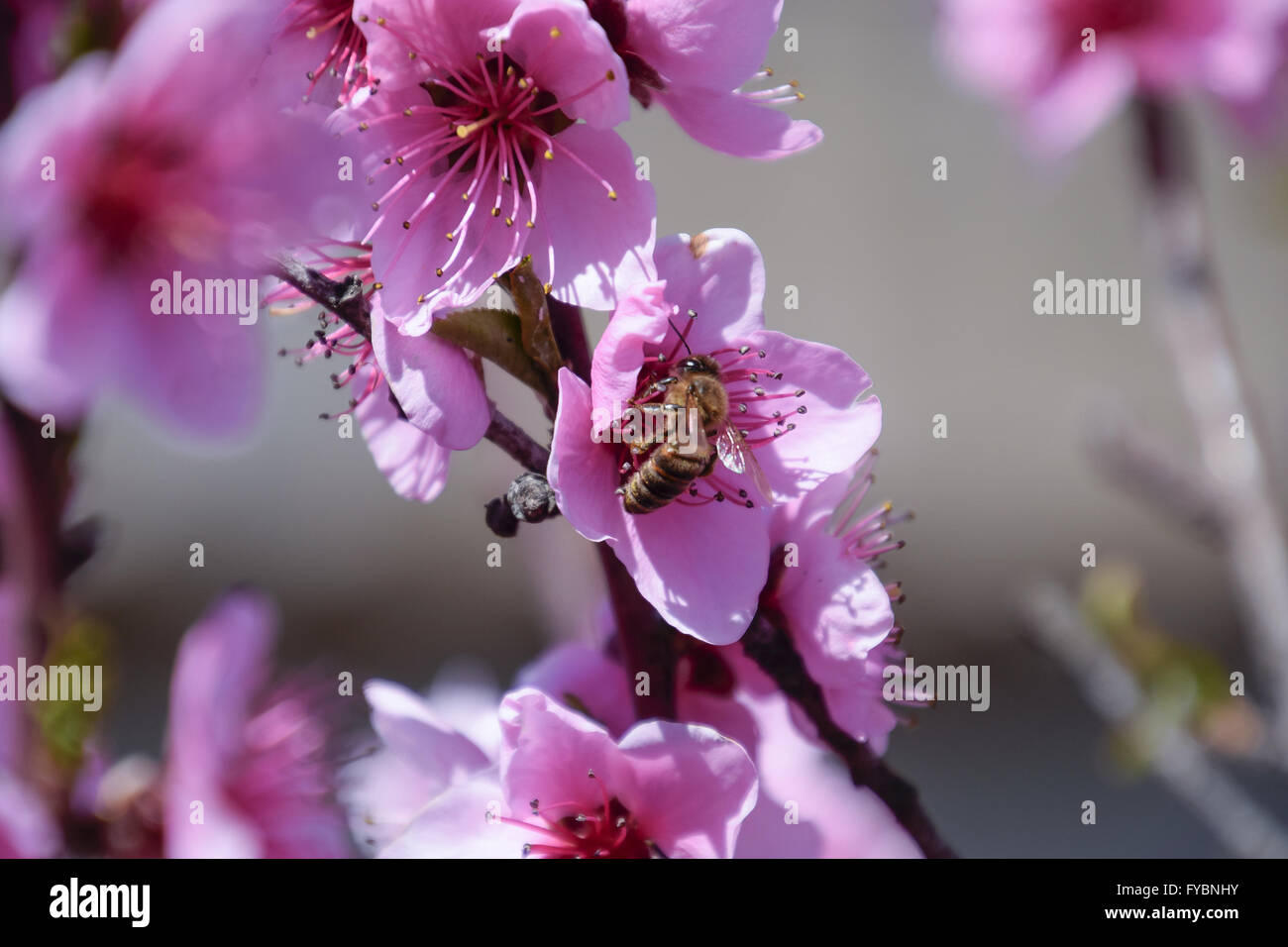 Pollination of flowers by bees peach Stock Photo Alamy