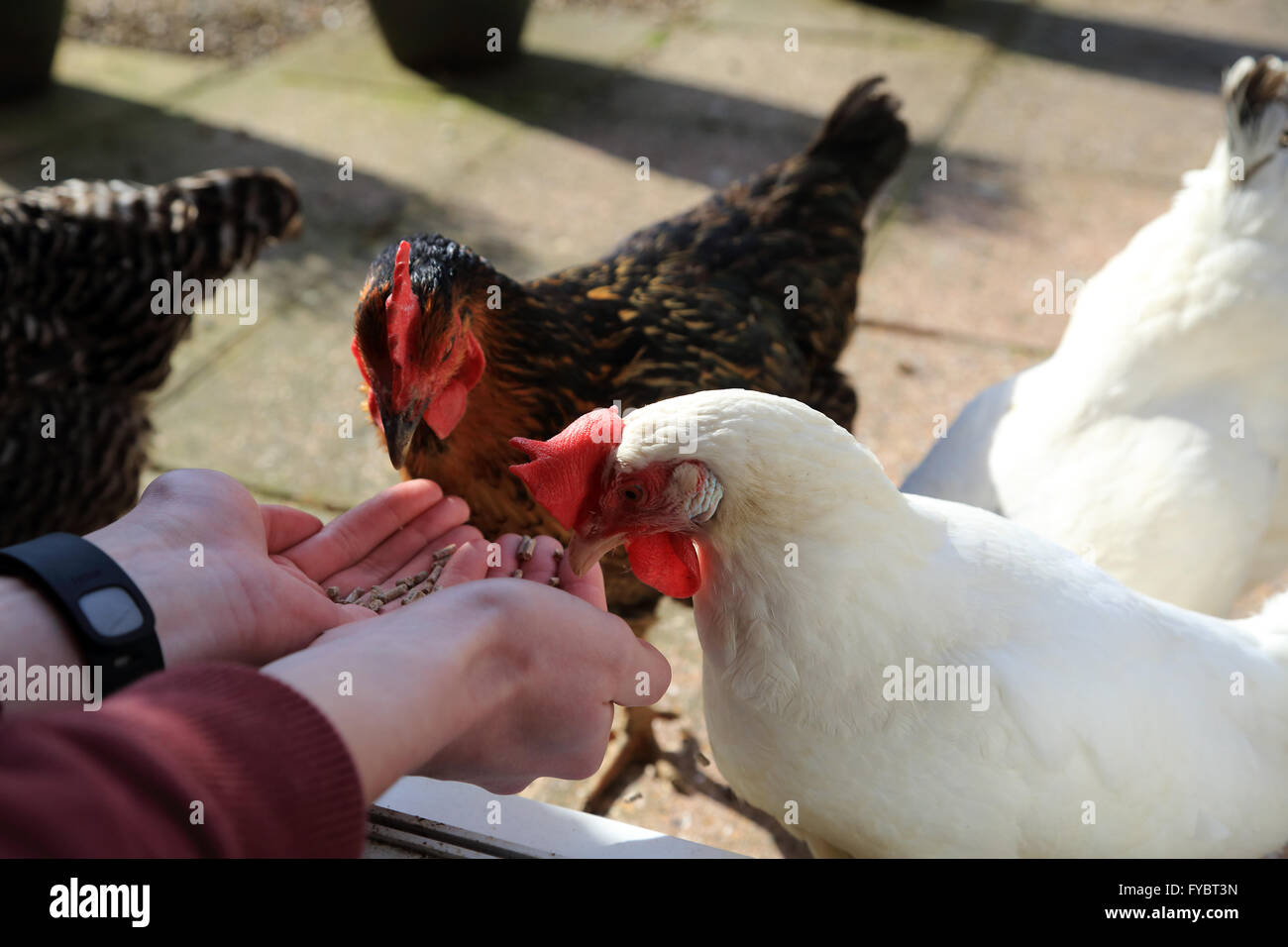 Rhode Rock and Bason white pet chickens being fed by hand in garden in